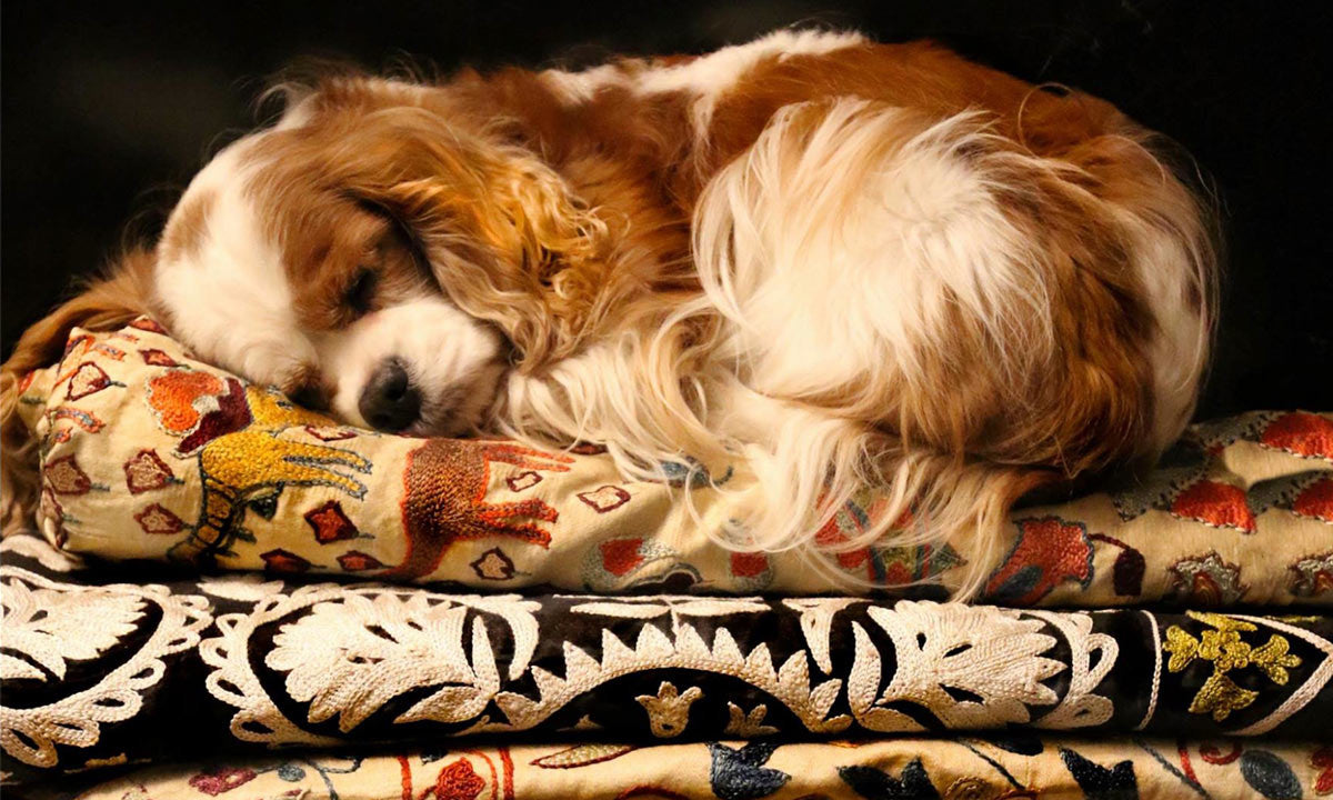 Adorable dog sleeping on stack of folded Uzbek Suzani textiles